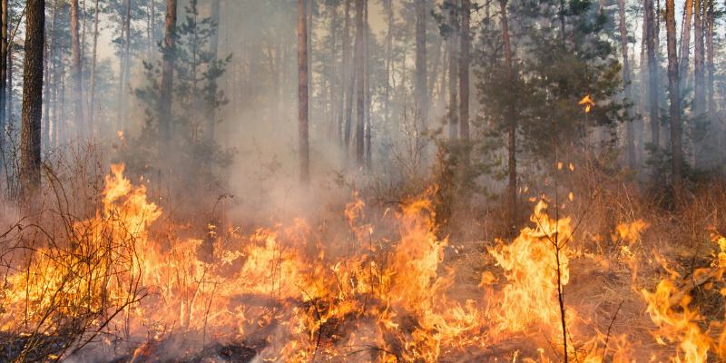 Canada’s burning because of bad forest policy, not climate change 