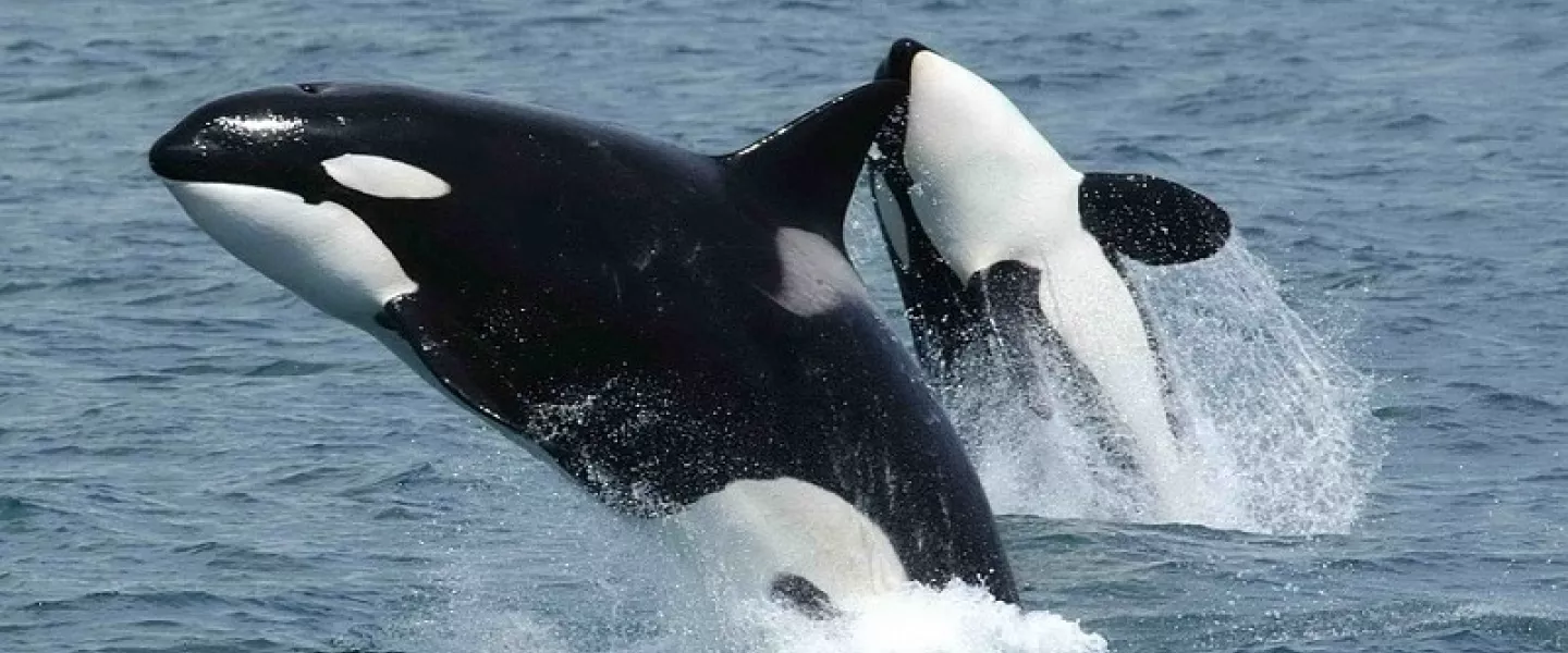 killer-whales.jpg